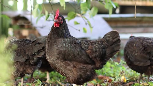 29. Chickens on a rural farm. Agriculture. Poultry breeding.