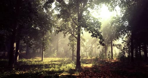 Sunlight Filtering Through Trees in a Tranquil Forest Environment