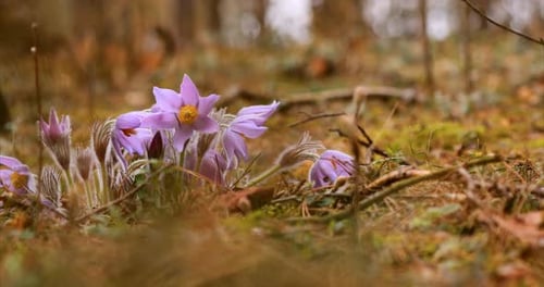 Beautiful Wild Spring Flowers Pulsatilla Patens Flowering Blooming Plant In Family Ranunculaceae