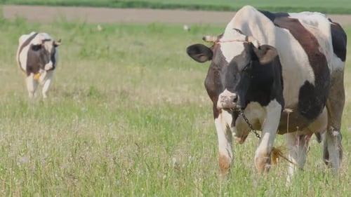 Black and White Cows in the Field on the Background of Green Grass