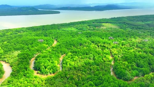 Explore Thailand's lush mangrove forests from above with a drone.
