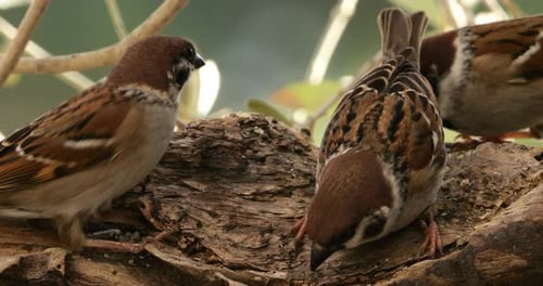 Sparrows on a Branch Eating Together in Nature