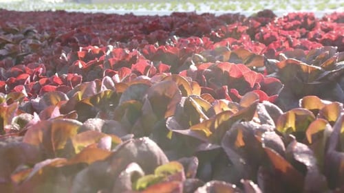 Growing red lettuce, hydroponic farm showcasing vibrant and healthy plants, copy space