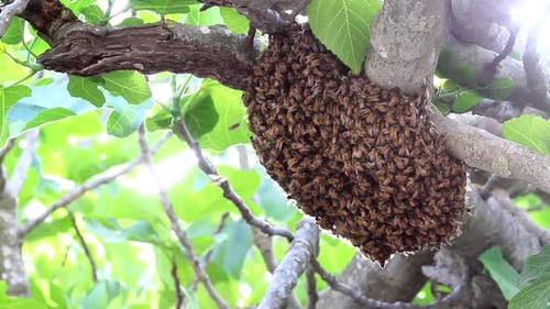 Honeybee Swarm Clustering on a Tree Branch