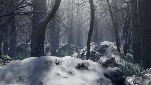 Winter im Wald 2K
