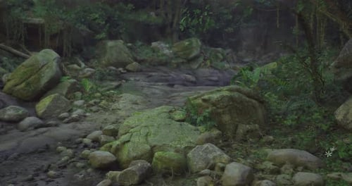 Natures Tranquility in a Lush Forest with Rocks and Greenery at Dusk