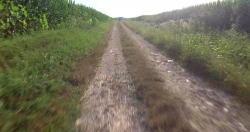 aerial view of a farmer who rides a bike in a bio corn field on a sunny day on a dirt country road