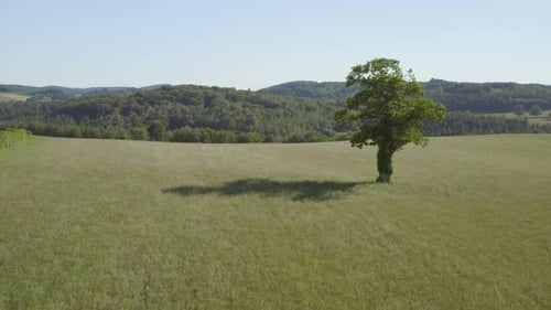 High angle drone footage circling a tree in a field surrounded by forest