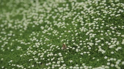 Honigbiene sammelt Pollen oder Nektar und bestäubt Blüten auf grünem saftigem Gras während der Blüte