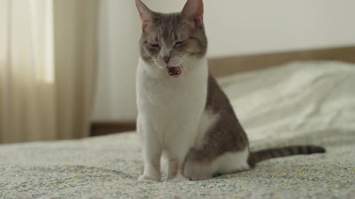 Gähnende Katze sitzt auf einem gemütlichen Bett