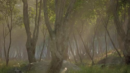 Deep Tropical Jungle in Darkness