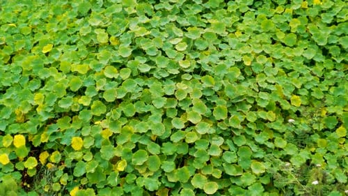 Centella asiatica, groupe de plantes bisannuelles. La feuille est similaire à une feuille de lotus en forme de grappe en forme de rein