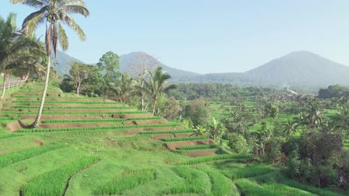 Awesome view of scenic rice terraces in Bali, Indonesia