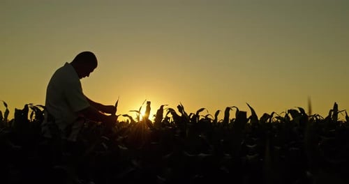 Farmer Inspecting Crops in Field at Sunset