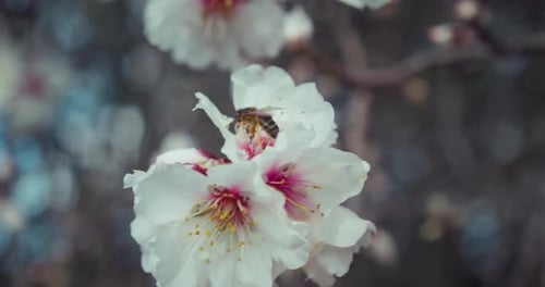 Im Frühling blühender Baum mit Biene sammelt Pollen von weißen Blüten im Obstgarten.
