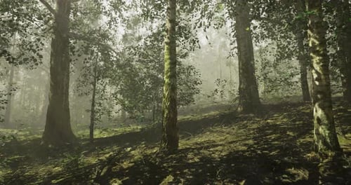 Forest Landscape with Fog in Early Morning Light Illuminating Trees