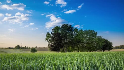 Trees Stand in a Wheat Field in the Countryside Against a Cloudy Sky