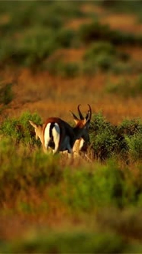 Vertikale Ansicht der Gazelle, Tierwelt im tiefen Wald