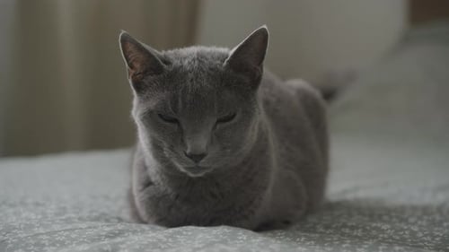 Gray Cat Resting on Bed Indoors During Daytime