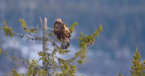Golden Eagle Perched on Tree in Beautiful Winter Landscape of Telemark Norway