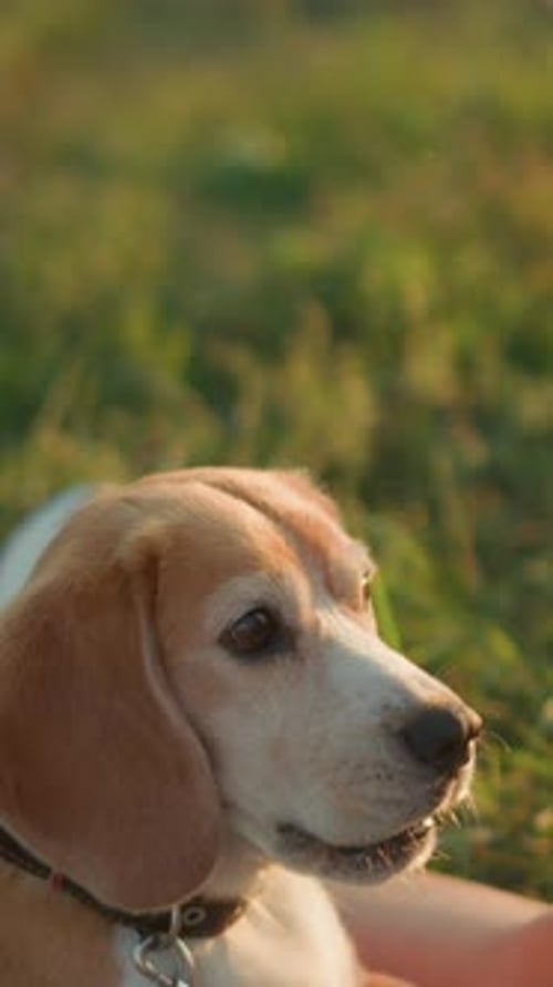 Tan Beagle Dog Petting in a Green Field