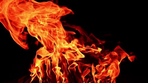 Wooden logs in a stack burning well in the campfire. Isolated bonfire at black background. Close up.