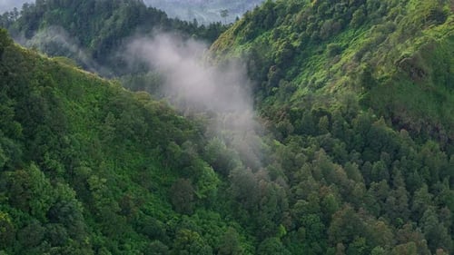 Am Morgen weht leicht nebliger Nebel über dem Bergwald.
