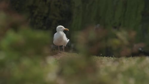 Möwe thront auf einer grasbewachsenen Klippe und versteckt sich hinter hohem Gras, moosbewachsener Klippenhintergrund, wilder Meeresvogel