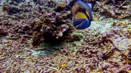 A powerful stingray foraging on the gravel seabed of an Indo-Pacific coral reef.