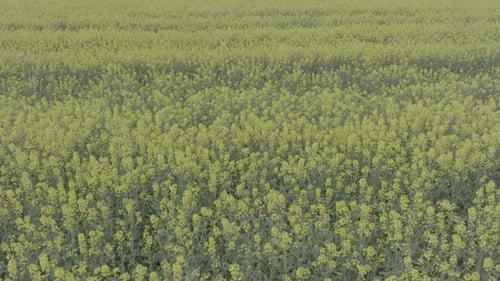 Blooming Rapeseed Field on a Sunny Day Flying Above Stunning Yellow Rape Fields in Spring Vegetable