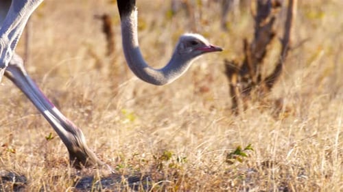 Ostrich Feeding from Ground Close up, Africa