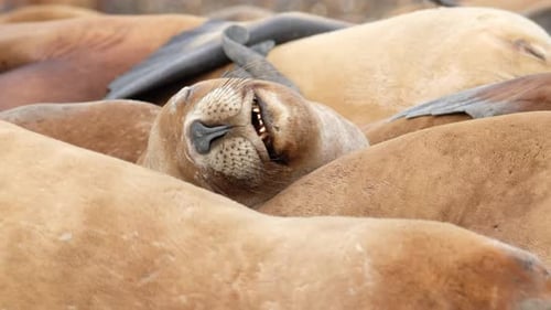 Les lions de mer (Otaria flavescens) se détendent sur le rivage