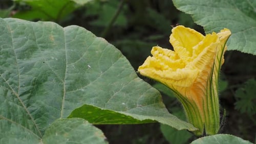 Flower of zucchini. Growing zucchini on a vegetable garden.