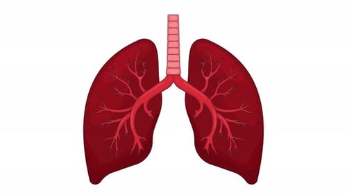 Animated Human Lungs Breathing In Flat Design Illustration