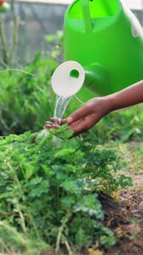 Person, hands or watering can on farm for cleaning, dirt removal or plant hydration in agriculture