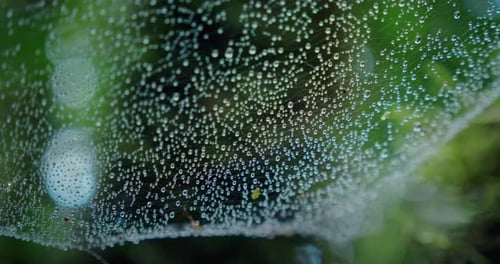 Close-up of wet spider web with dew drops in dark spooky laurel forest. Misty weather after rain.