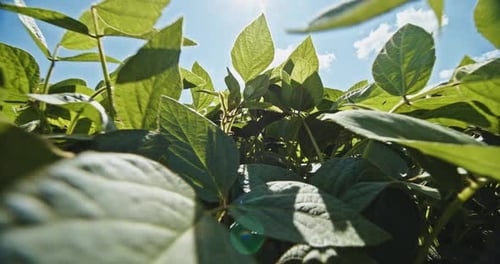 Rising Through Lush Soybean Field on Sunny Day