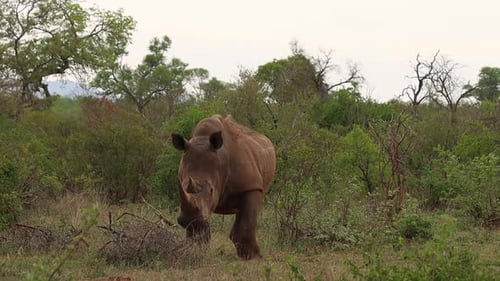 Ein weißes Nashorn, das in der üppigen grünen Landschaft steht und kaut, während es in die Kamera schaut.