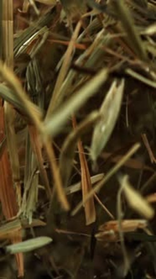 Hay Flies and Falls on a Black Background Filmed on a Highspeed Camera at 1000 Fps