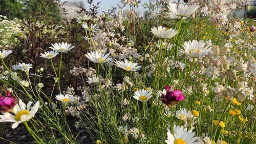 Field of blooming chamomile flowers.