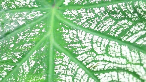 close up texture of green leaf with white outline