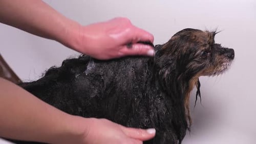 Closeup of a Female Groomer Bathing a Pomeranian Dog in a Grooming Salon
