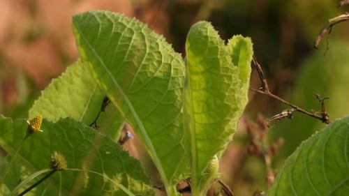 Beautiful green leaf in ground .