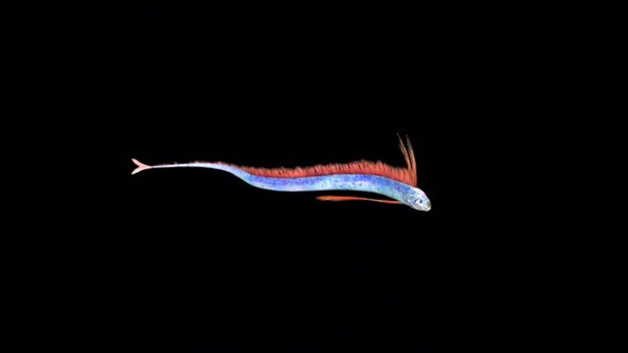 Artistic Blue Fish with Red Fins Swimming Loop, Backgrounds Motion ...