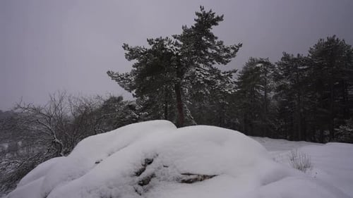 Winterlandschaft im Pinienwald mit schneebedeckten Bäumen, kaltweißer Hintergrund