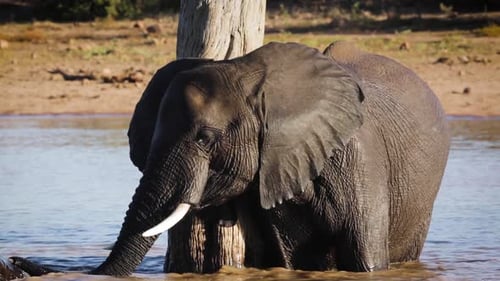 Elefante africano de monte en el Parque Nacional Kruger, Sudáfrica