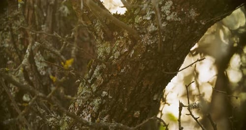 Tronco de roble en bosque otoñal, hermosa vista de cerca, naturaleza otoñal, bosque de robles durante el otoño