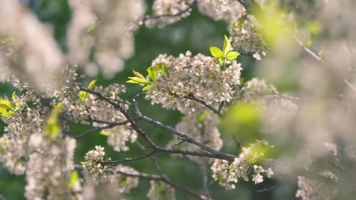Fleurs blanches qui fleurissent sur un arbre fruitier au printemps dans le parc