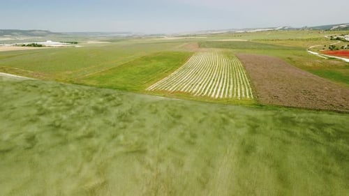 Aerial View on Green Wheat Field in Countryside