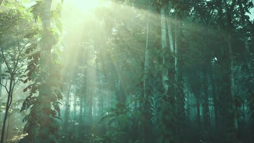 Sun Shining Through Trees in Forest